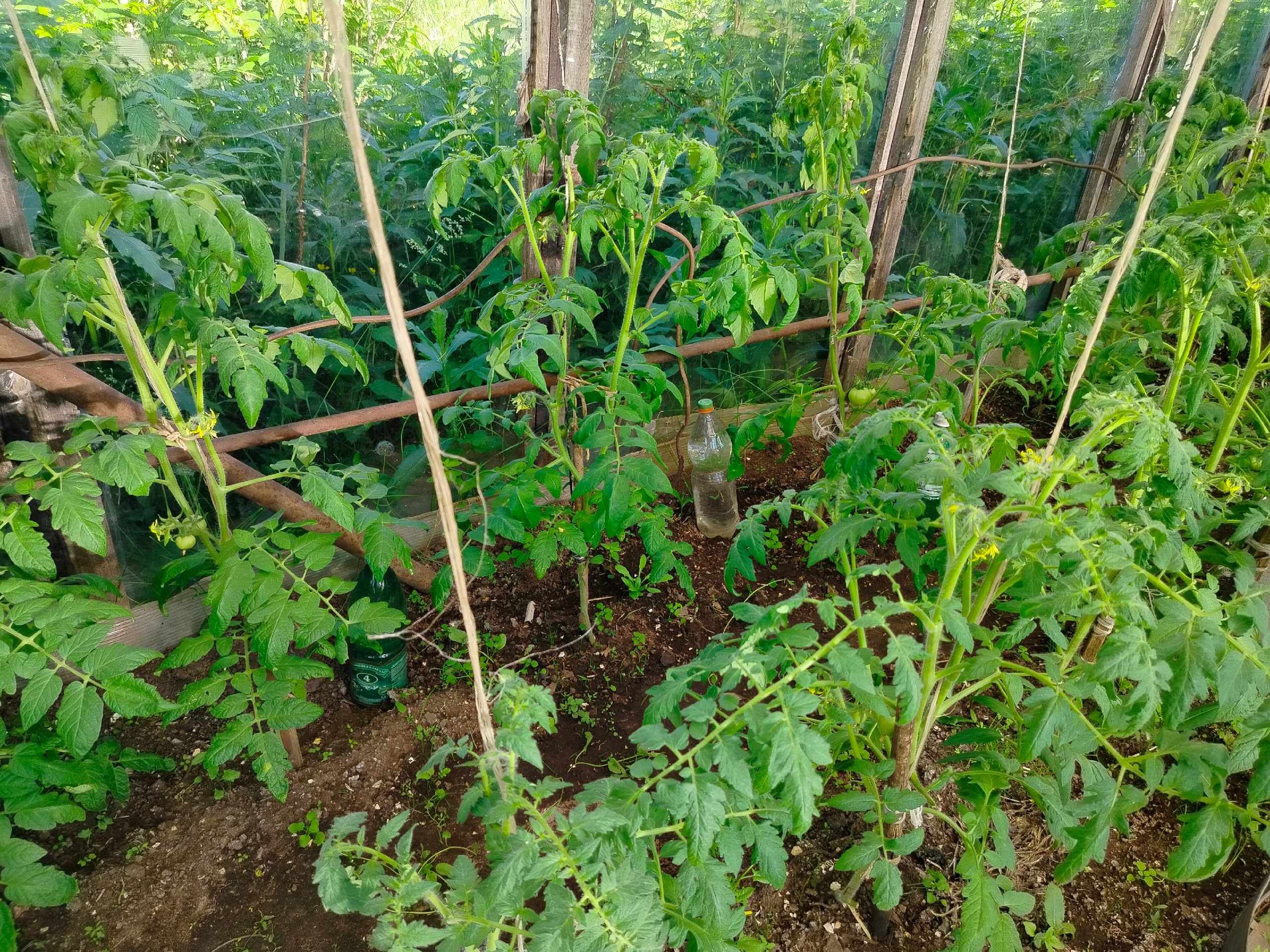 Соседка научила поливать помидоры йодом. Теперь завязи появляются хоть в 35-градусную жару, хоть в холод